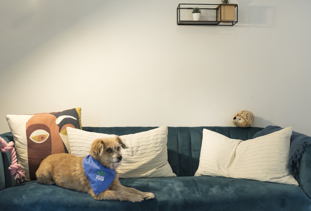 a dog sitting on a blue couch with pillows