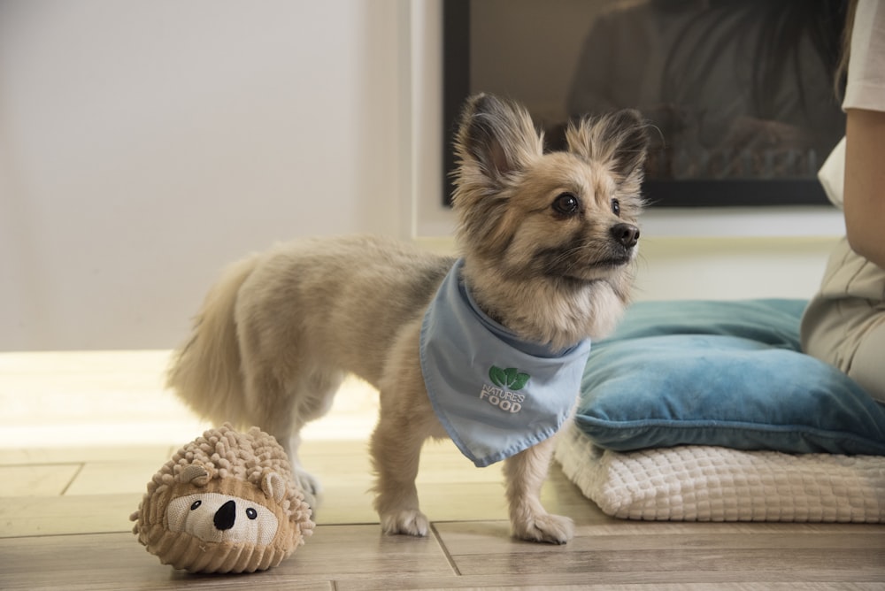 a small dog standing next to a stuffed animal