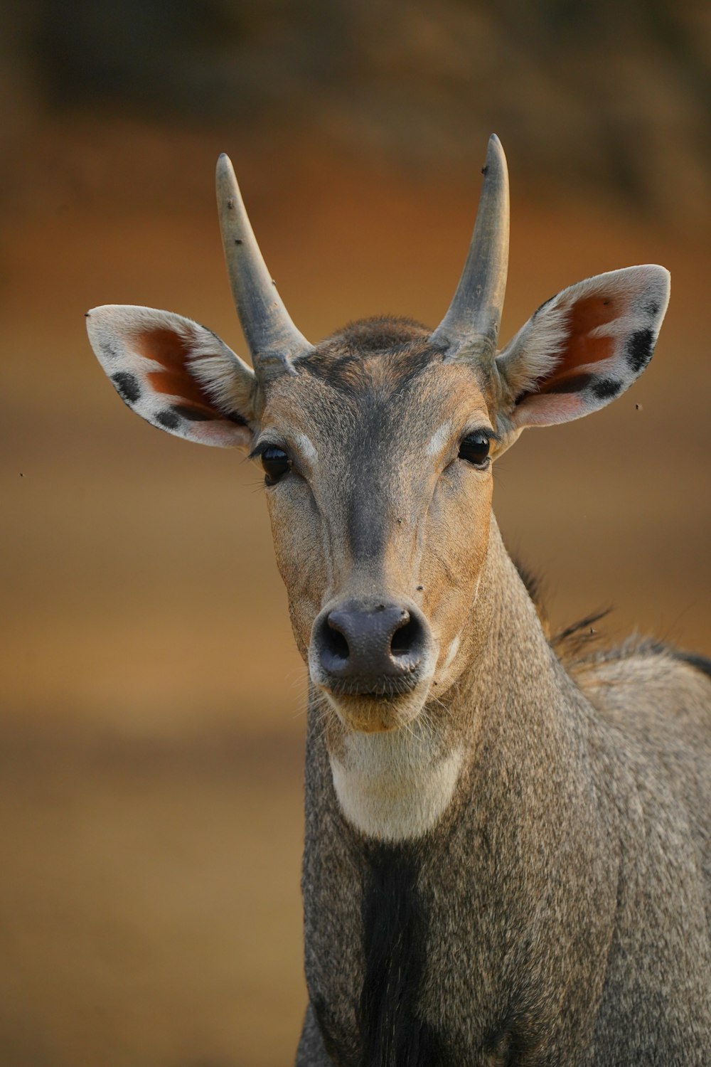 a close up of a deer's face with a blurry background