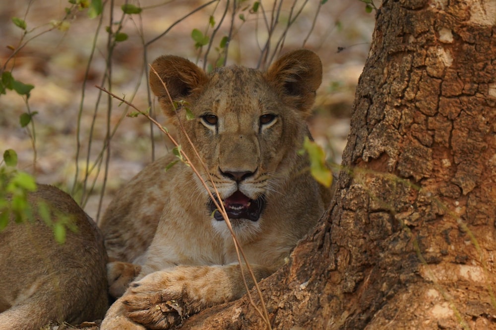 a lion cub sitting in the shade of a tree