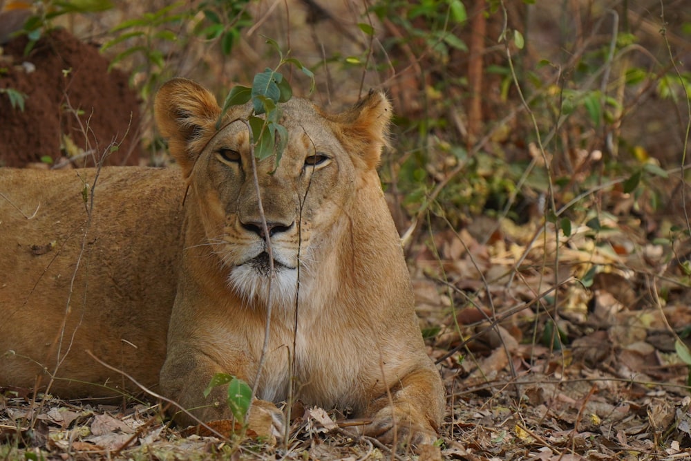 a lion laying down in the middle of a forest