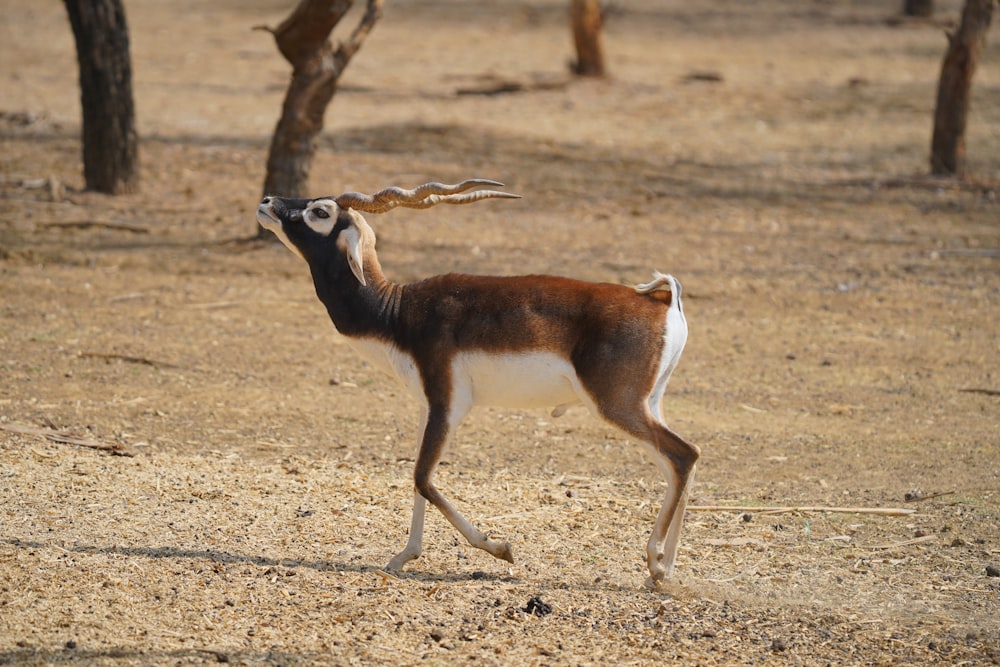 a small antelope walking through a dry grass field