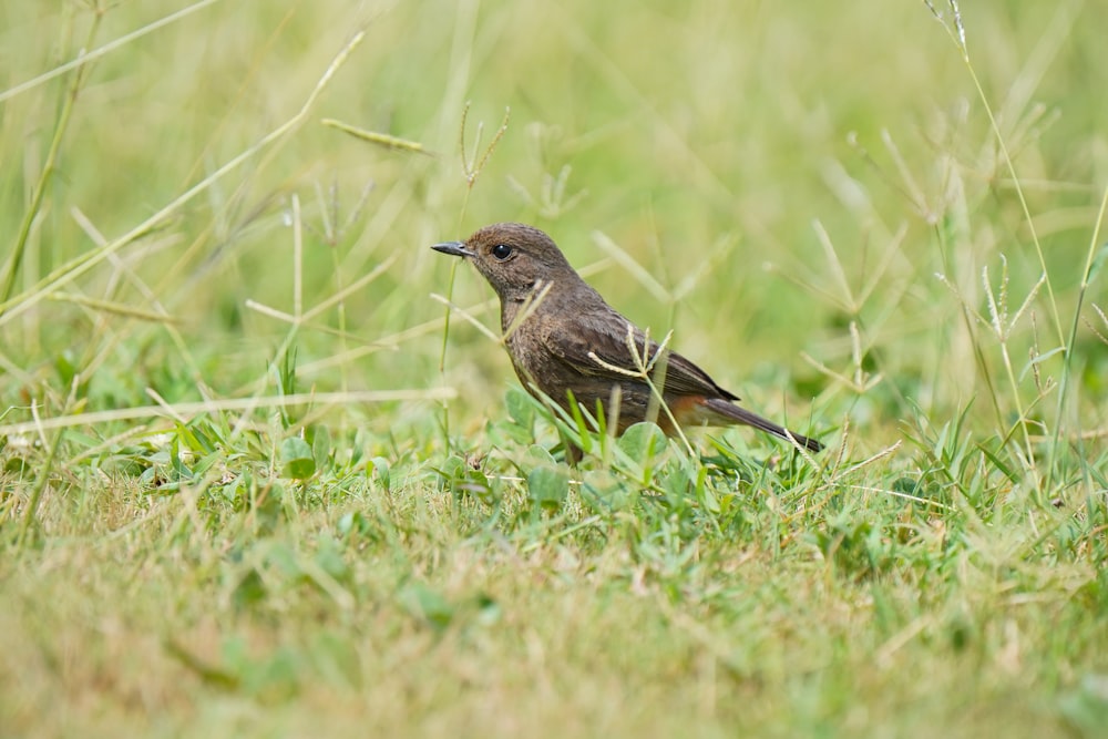 a small brown bird standing in the grass