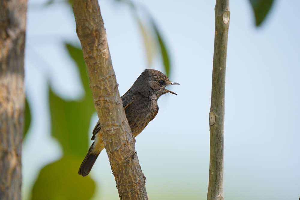 a bird sitting on a tree branch with its mouth open