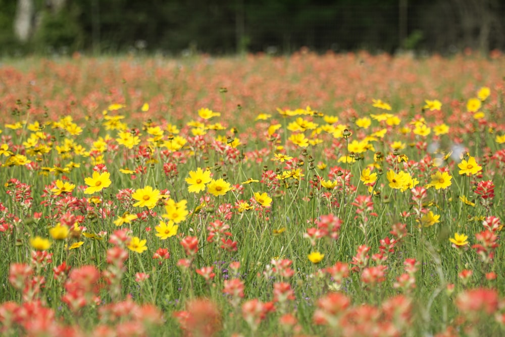 a field full of yellow and red flowers