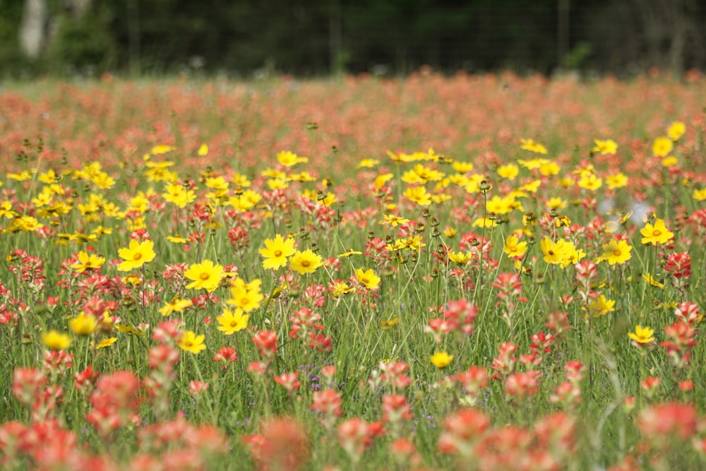 Ein Feld voller gelber und roter Blumen