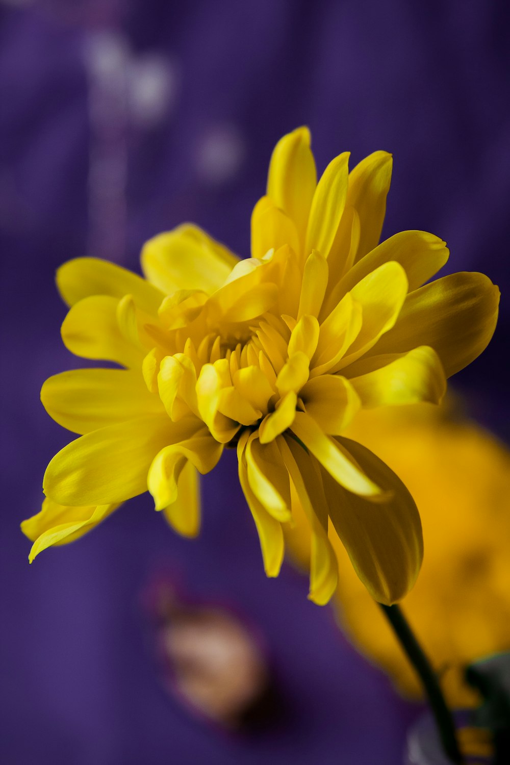 a close up of a yellow flower on a purple background