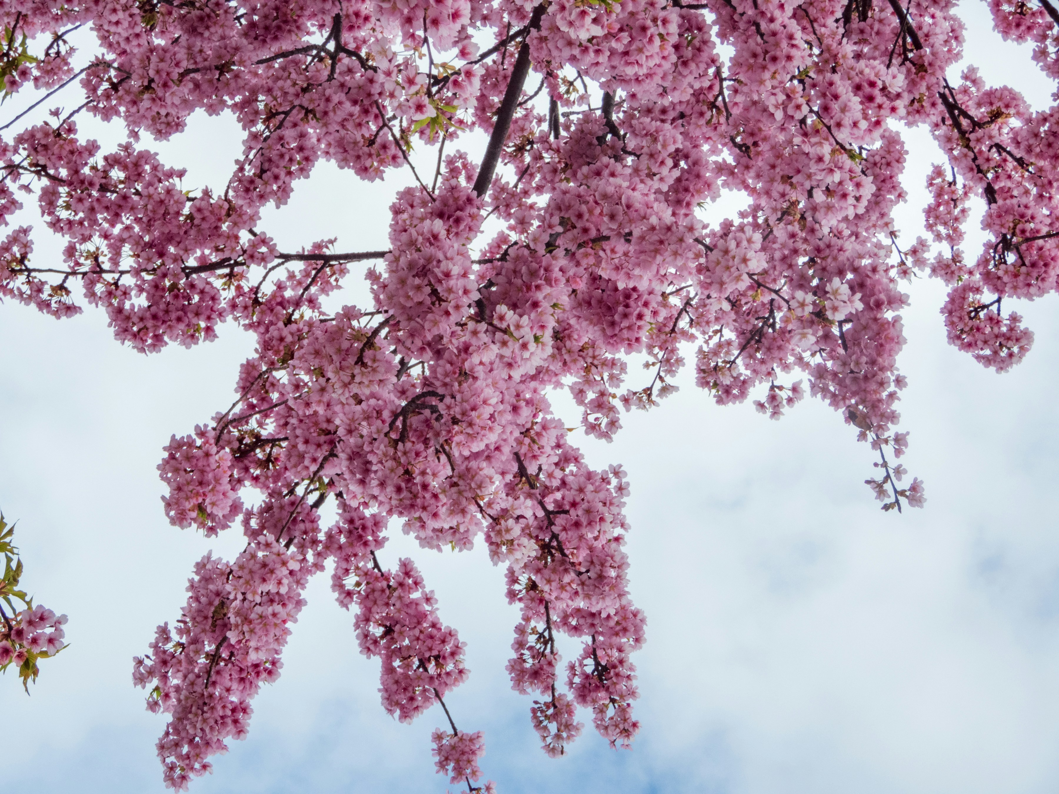 Photo by heppoko_yama