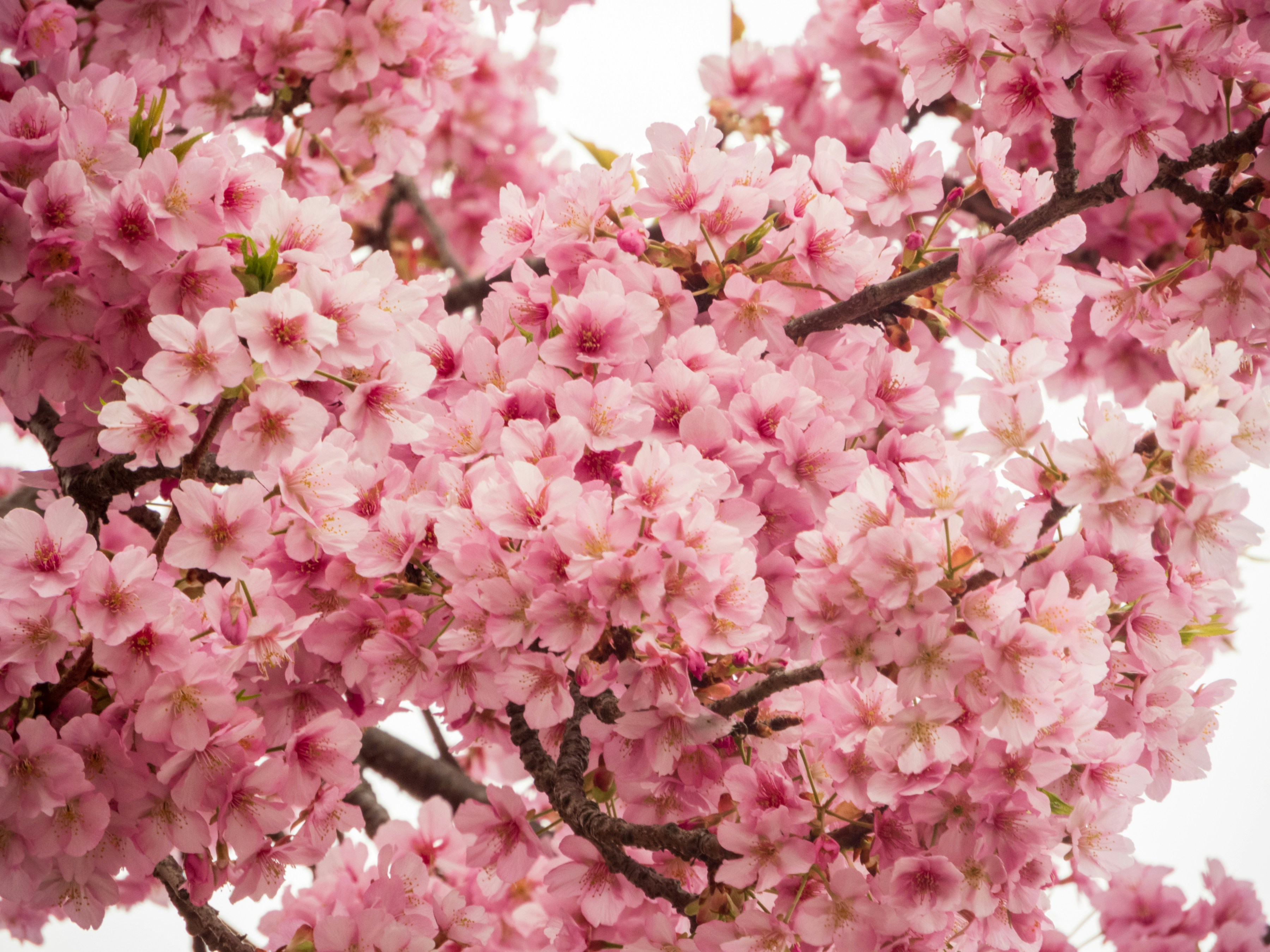 Photo by heppoko_yama