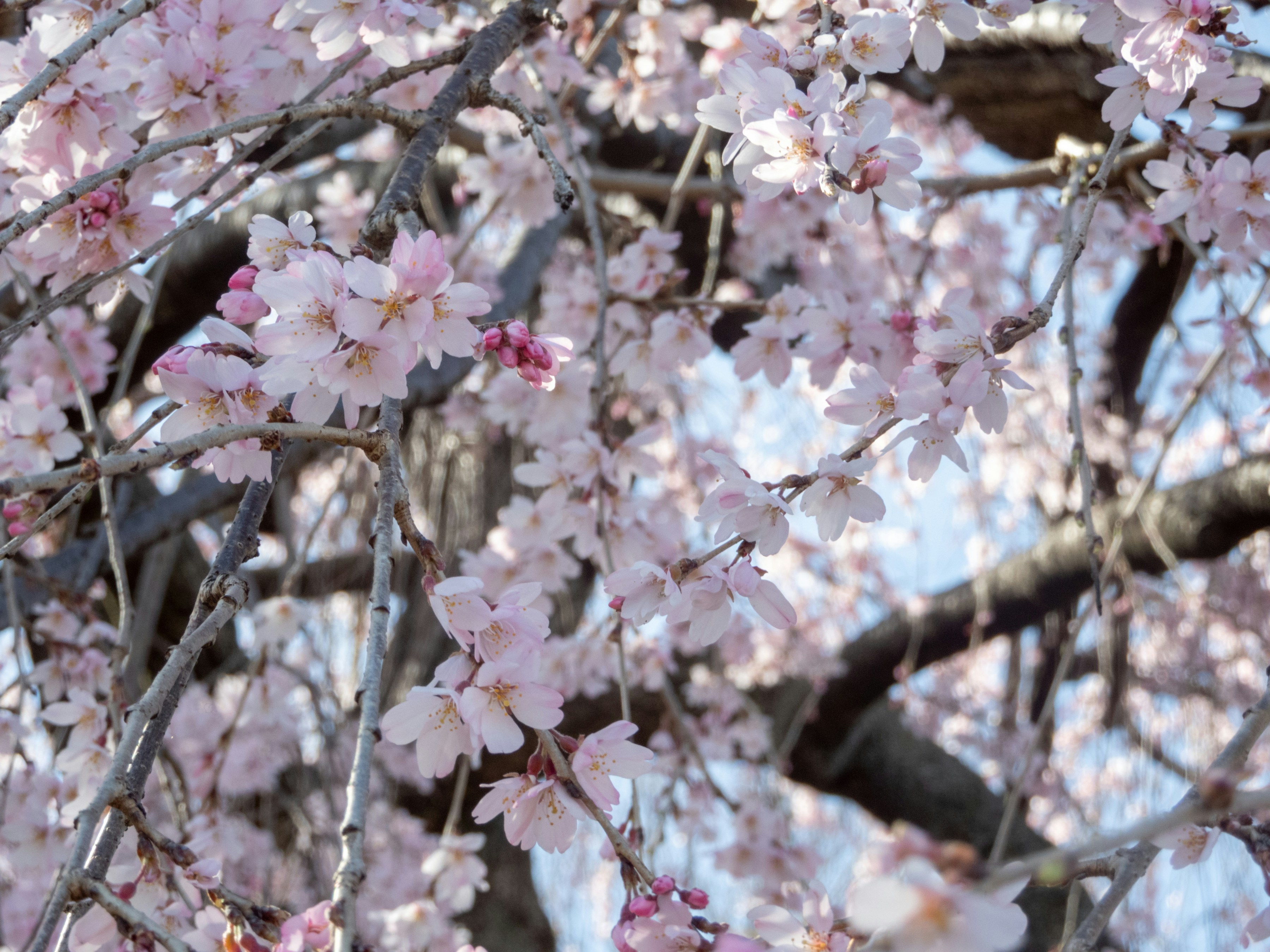 Photo by heppoko_yama