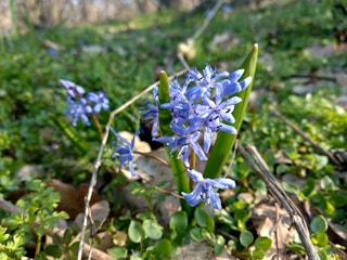 Close-up of vibrant manacá-da-serra flowers blooming in the forest.