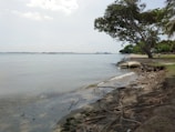 A serene coastal scene featuring a calm body of water adjacent to a sandy beach. The shoreline is lined with large trees, and there are sandbags placed along the edge, possibly for erosion control. Driftwood and other debris are scattered along the beach. In the distance, several boats or barges are visible on the water.