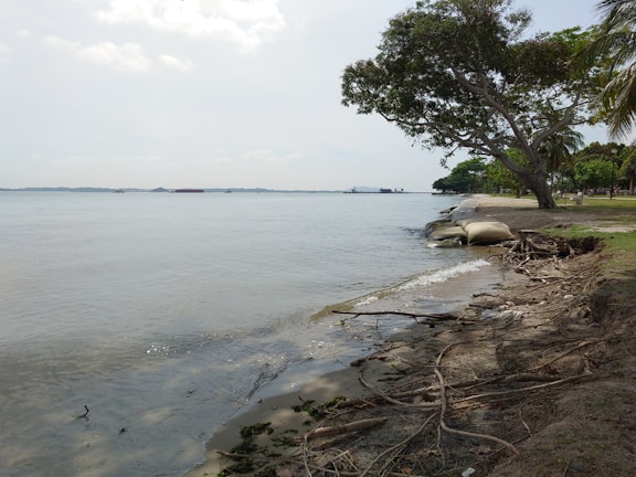 A serene coastal scene featuring a calm body of water adjacent to a sandy beach. The shoreline is lined with large trees, and there are sandbags placed along the edge, possibly for erosion control. Driftwood and other debris are scattered along the beach. In the distance, several boats or barges are visible on the water.