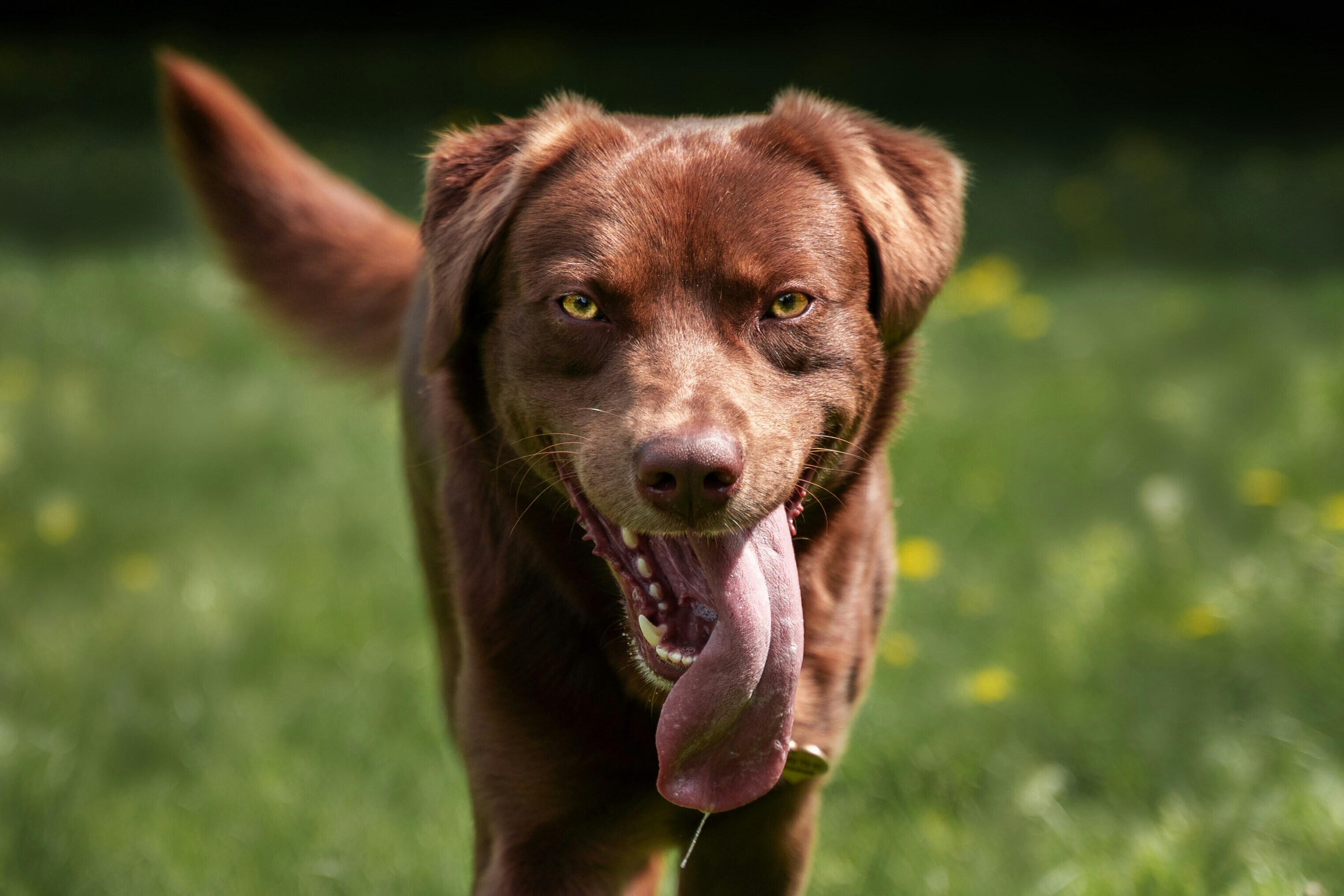 Oral Health and Lick Habits