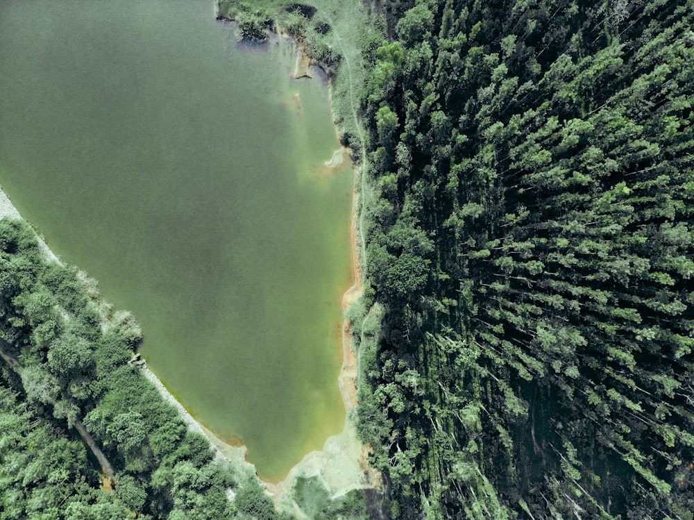 a large body of water surrounded by trees