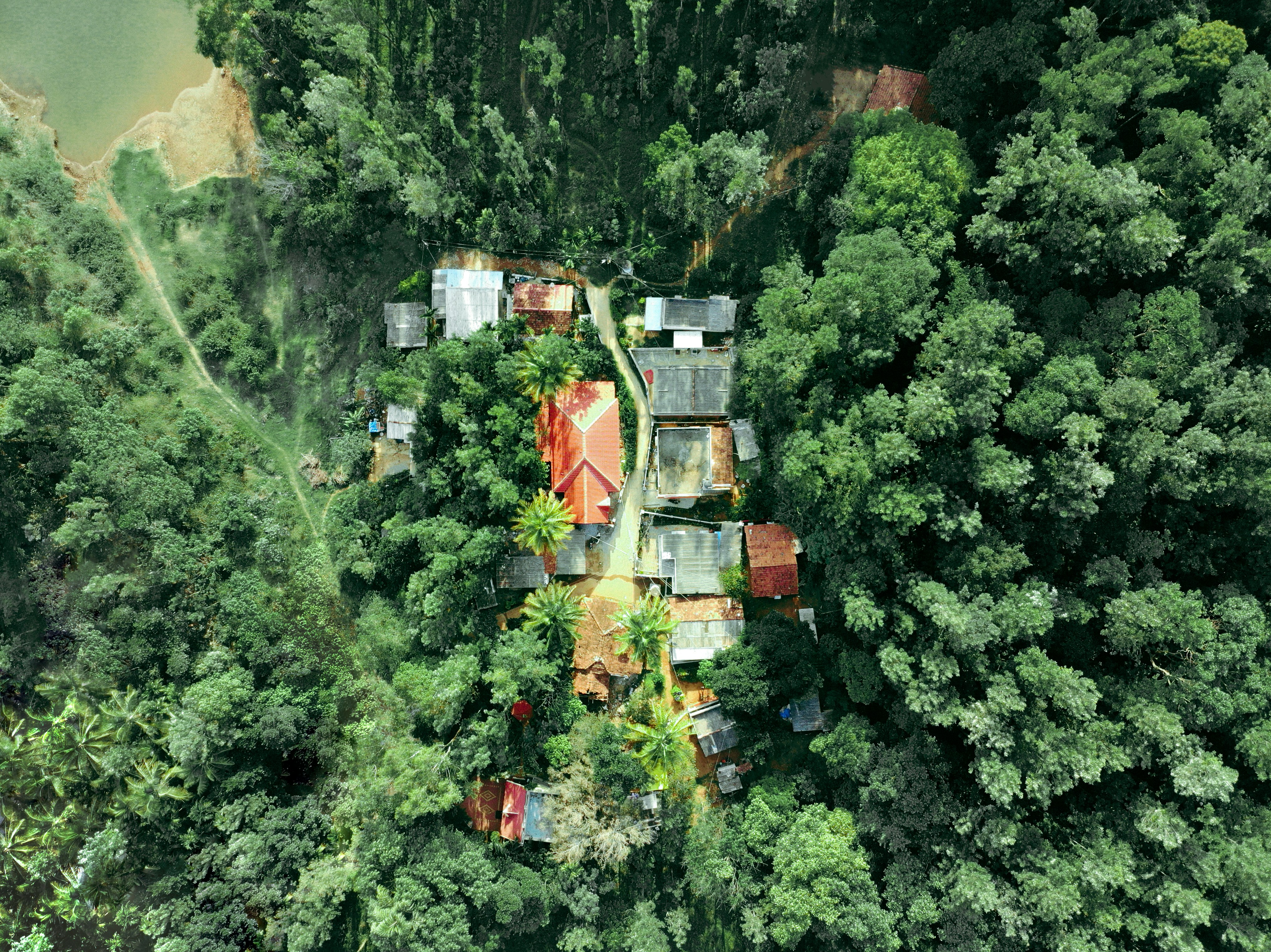 Forests of Chikmagalur, India
