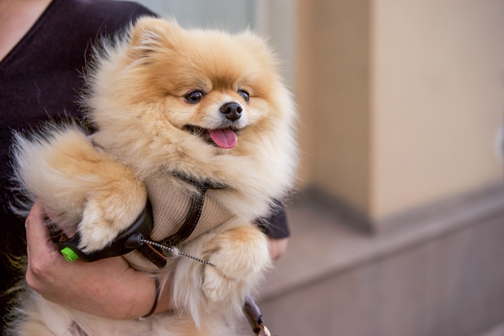 a person holding a small dog in their arms