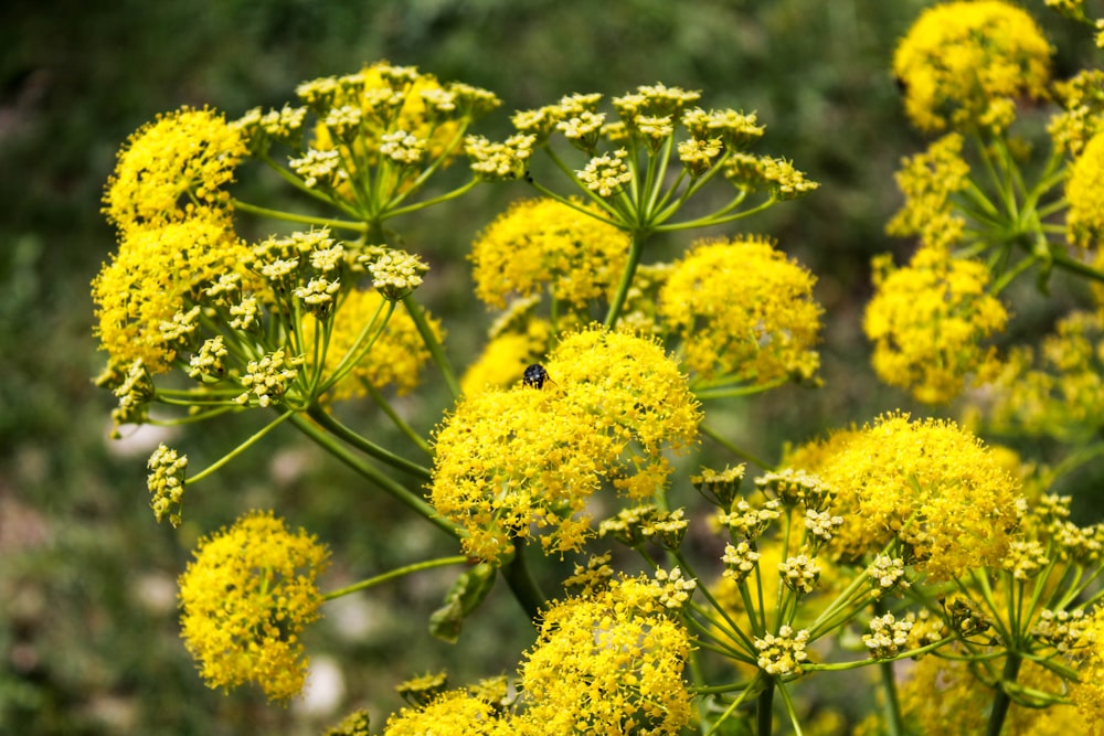 a close up of a bunch of yellow flowers