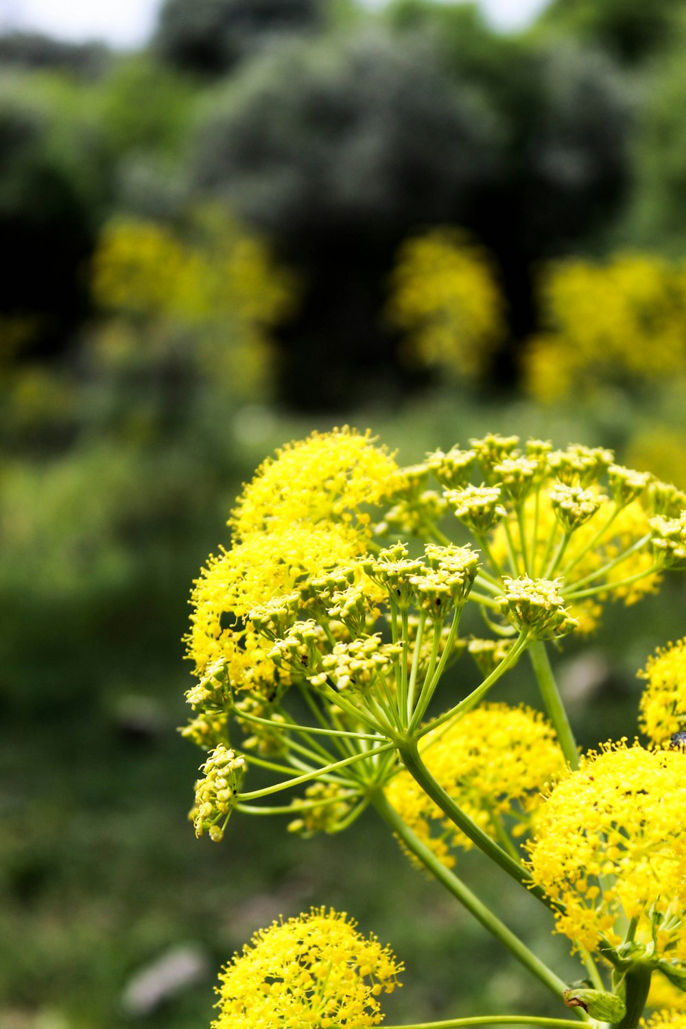 a close up of a plant with yellow flowers