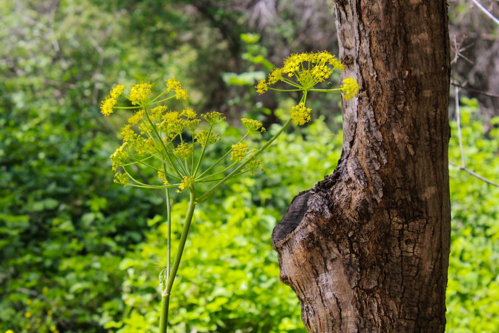 a yellow flower growing out of the bark of a tree