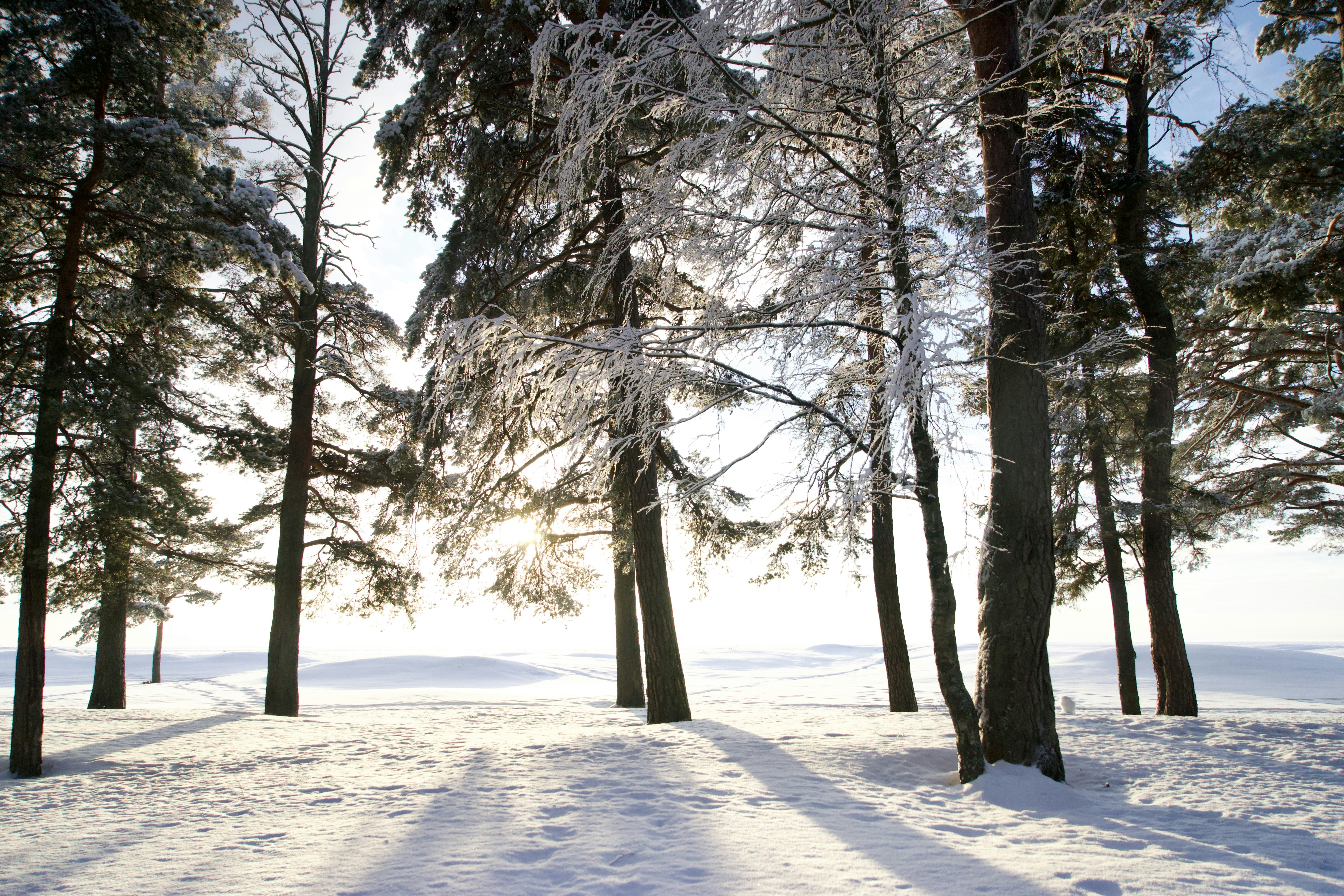 Image by Zaz Noba via Unsplash