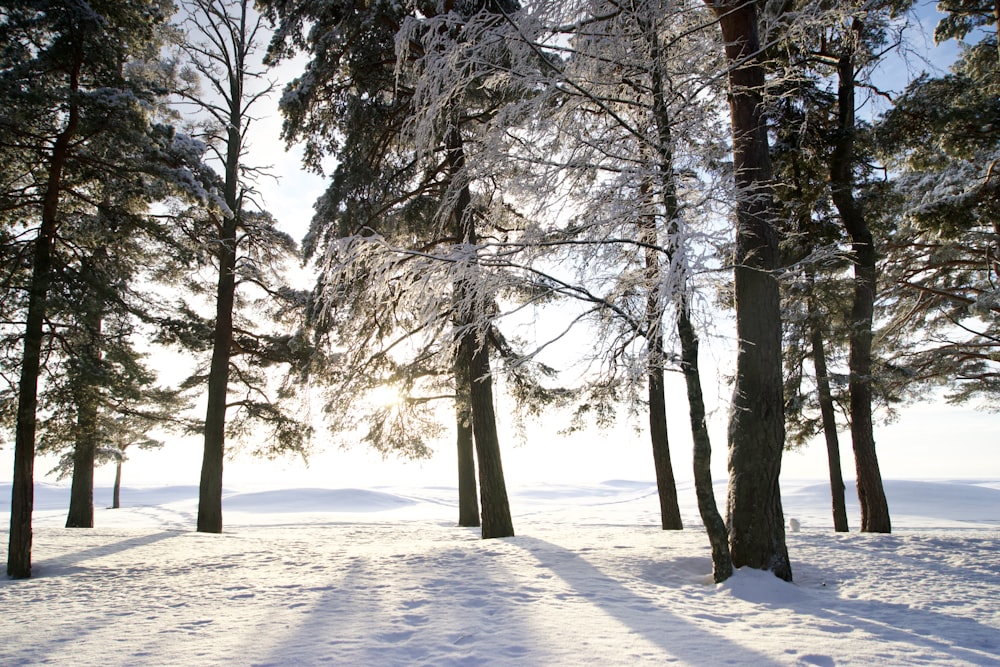 the sun is shining through the trees in the snow