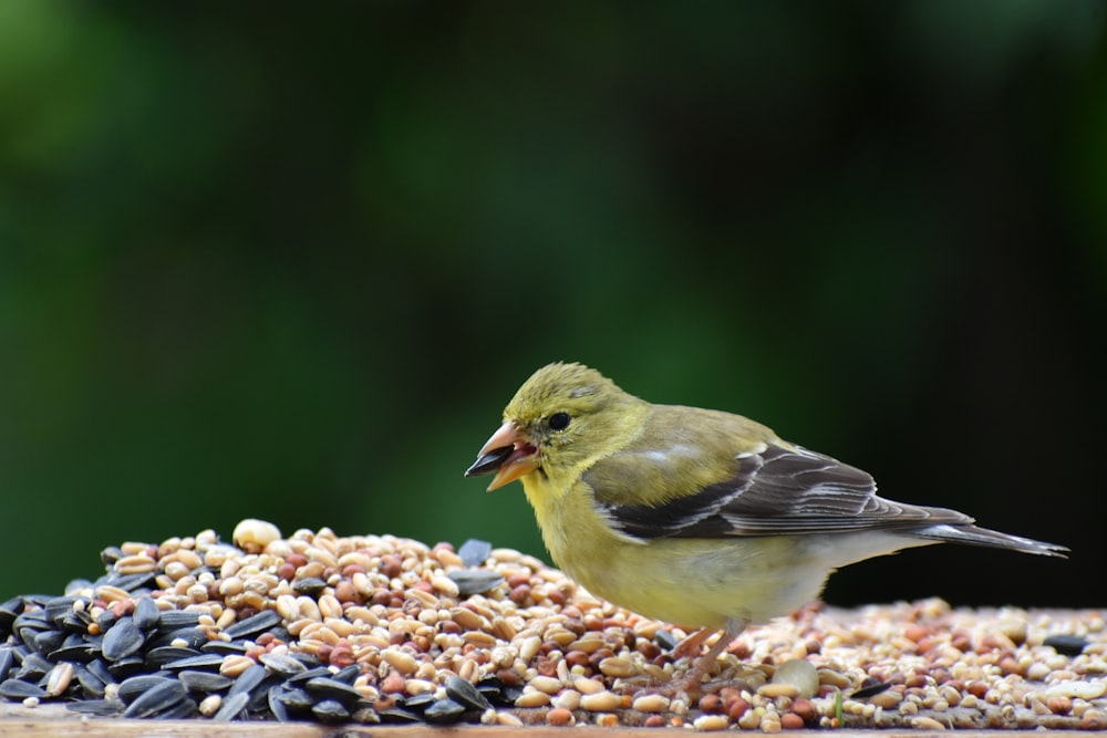 um pequeno pássaro amarelo sentado em cima de um alimentador de pássaros