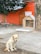 A yellow dog is sitting on a concrete surface with a leash attached to a small house. The house has a sign in Korean and is situated next to a large tree. The background features an orange wall, wooden door, and greenery.