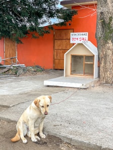 A yellow dog is sitting on a concrete surface with a leash attached to a small house. The house has a sign in Korean and is situated next to a large tree. The background features an orange wall, wooden door, and greenery.