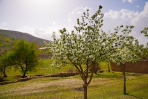 A serene landscape of Jasenovac with blooming flowers in spring.