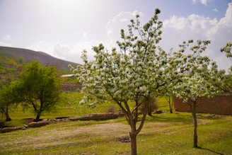 A serene landscape of Jasenovac with blooming flowers in spring.