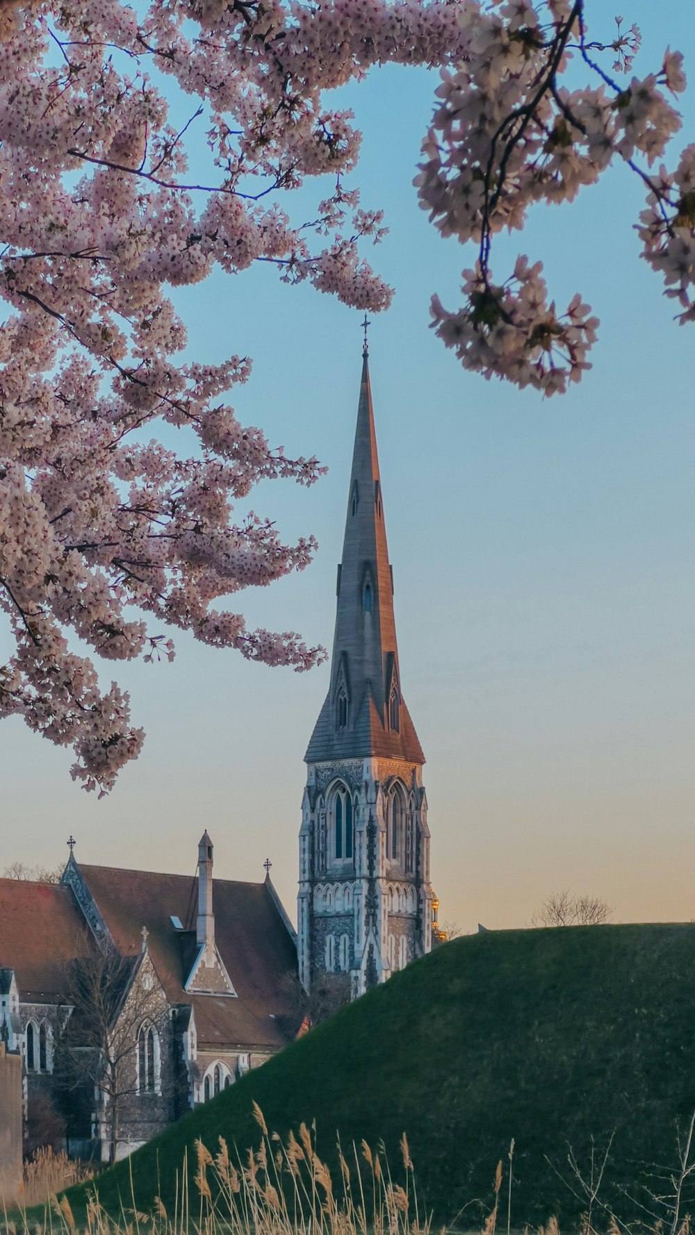 uma igreja com um campanário cercado por flores de cerejeira