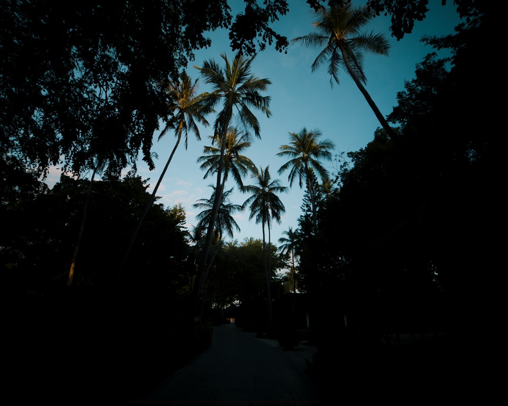 a view of a street with palm trees in the background