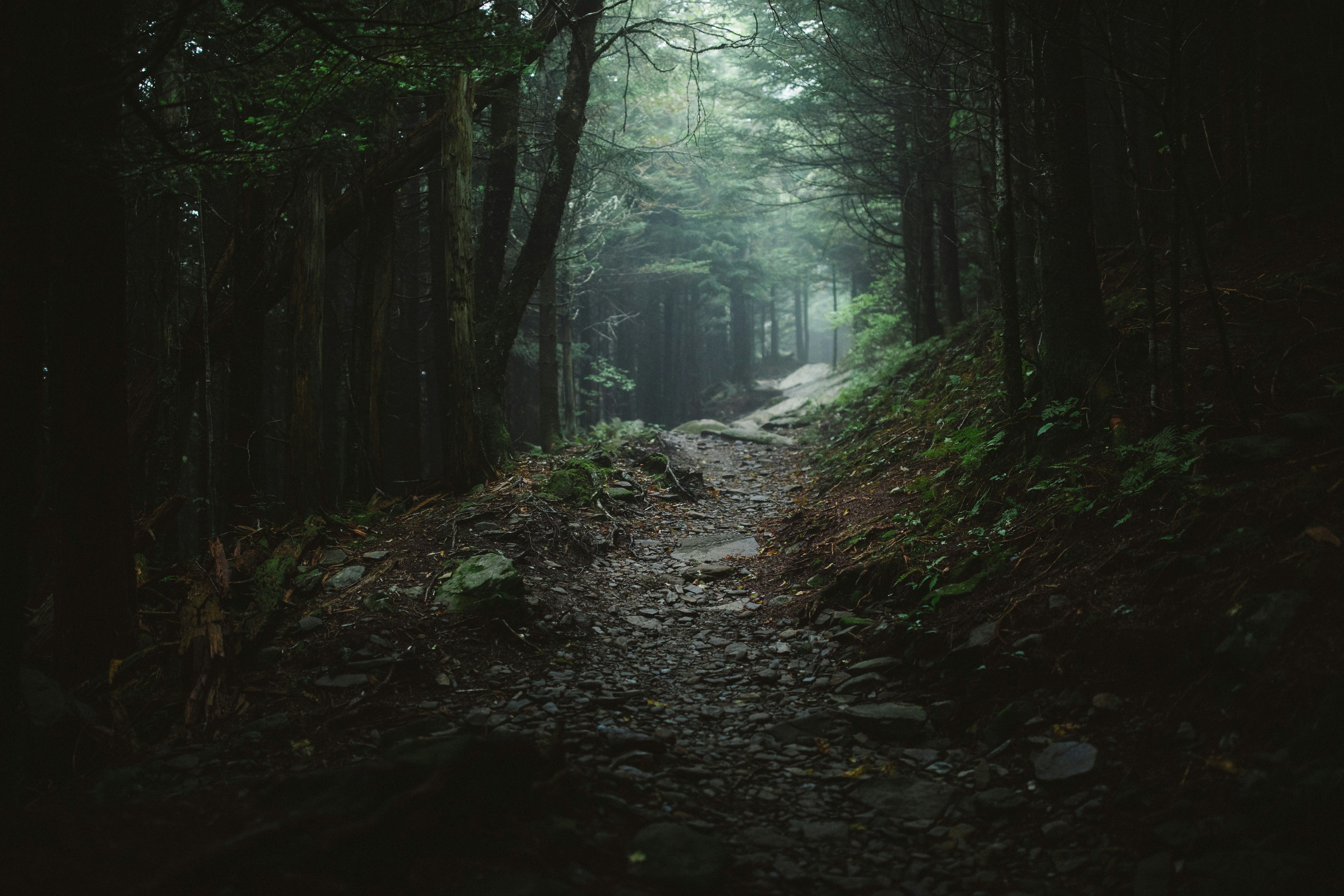 Chasing Cold Fire: The Volunteers and Scientists Keeping Watch Over Appalachia's Vanishing Fireflies