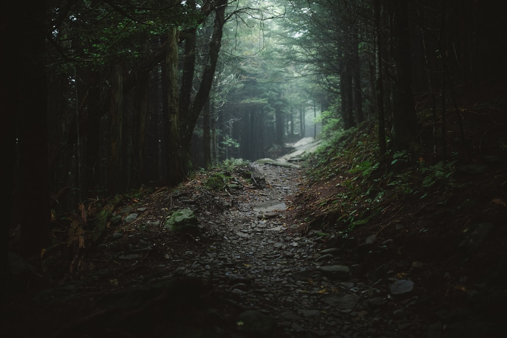 a path in the middle of a dark forest