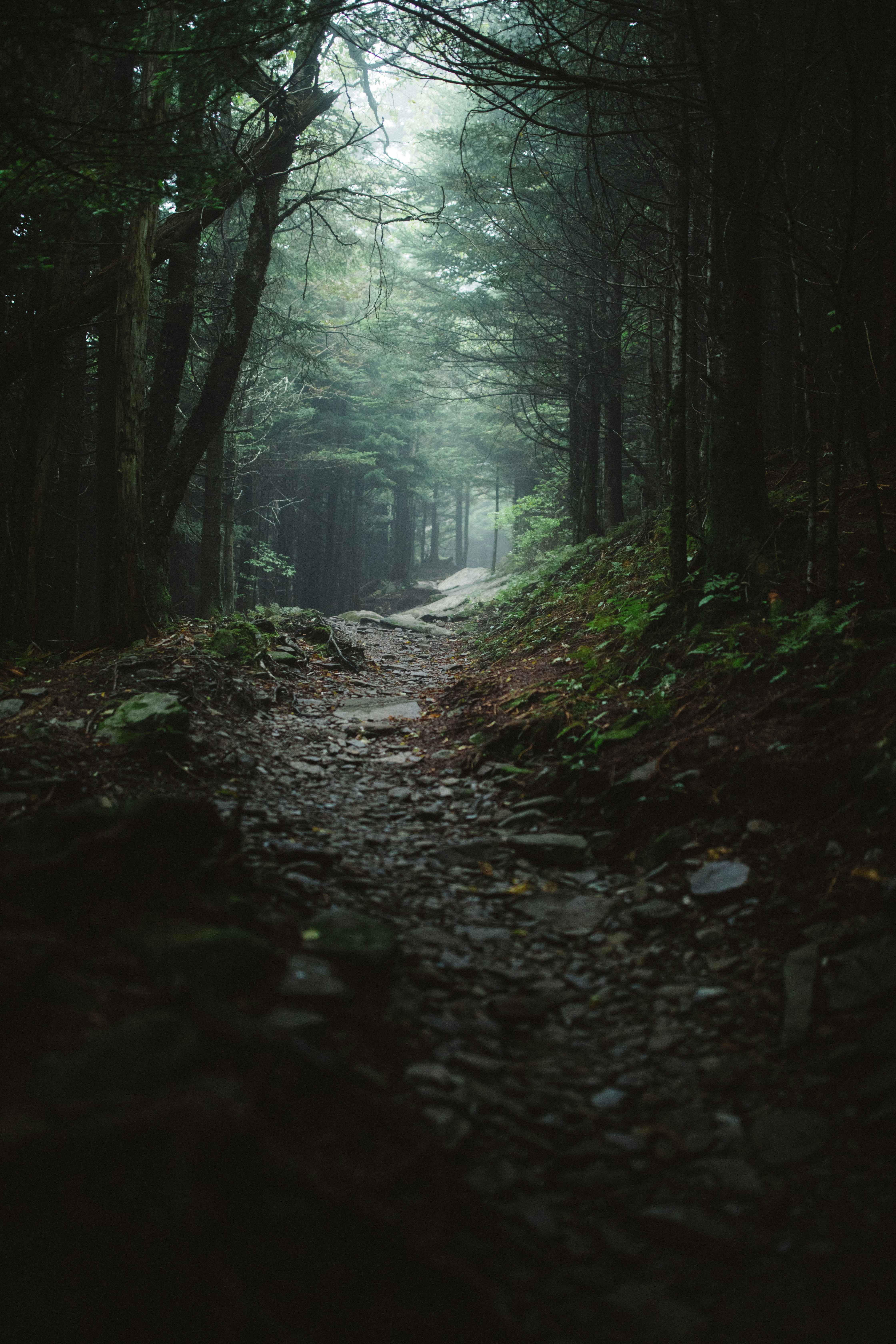 Dark forest trail, ilustrasi artikel Illuminate Your Path: Choosing the Perfect Flashlight for Night Hiking 7