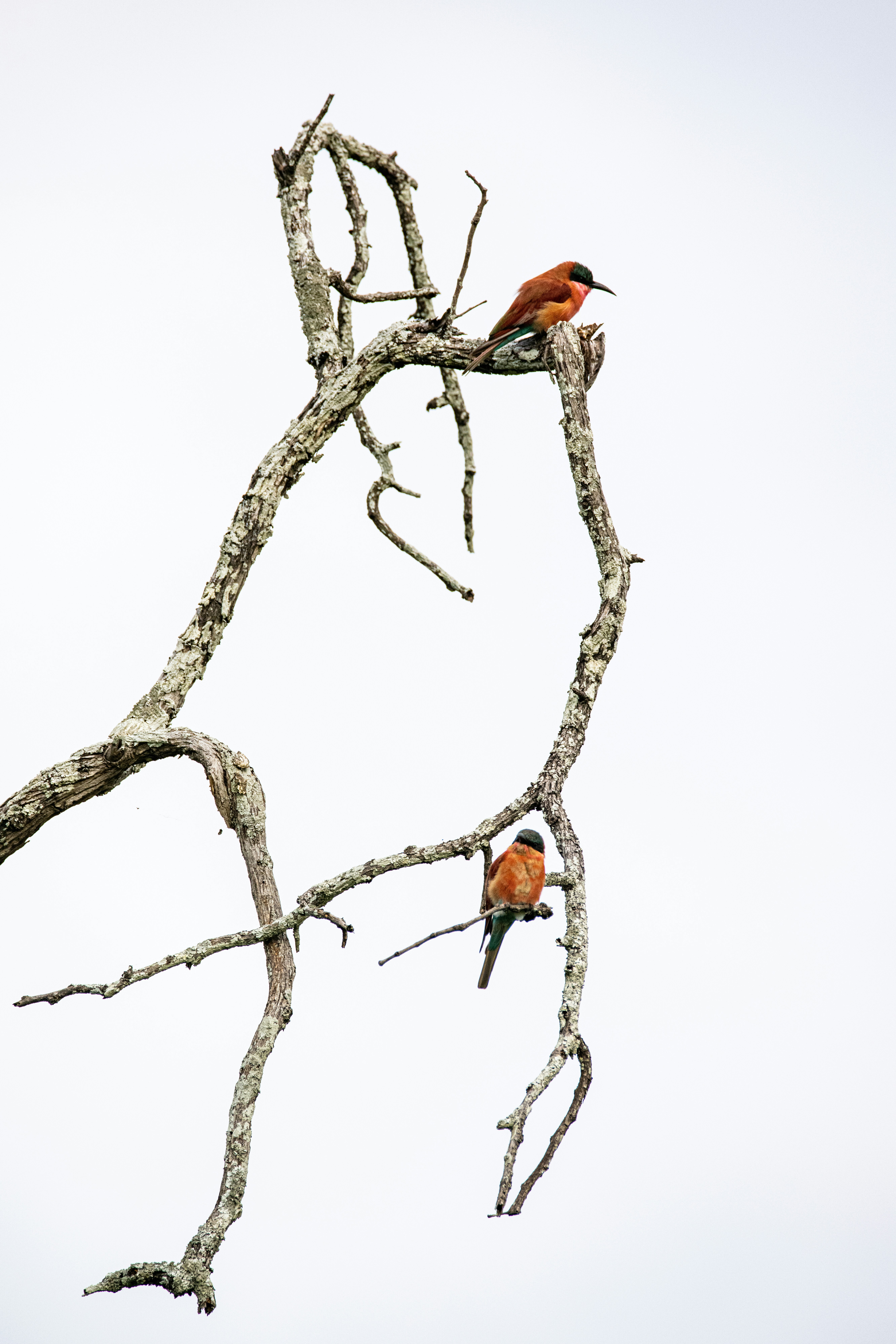 a couple of birds sitting on top of a tree branch