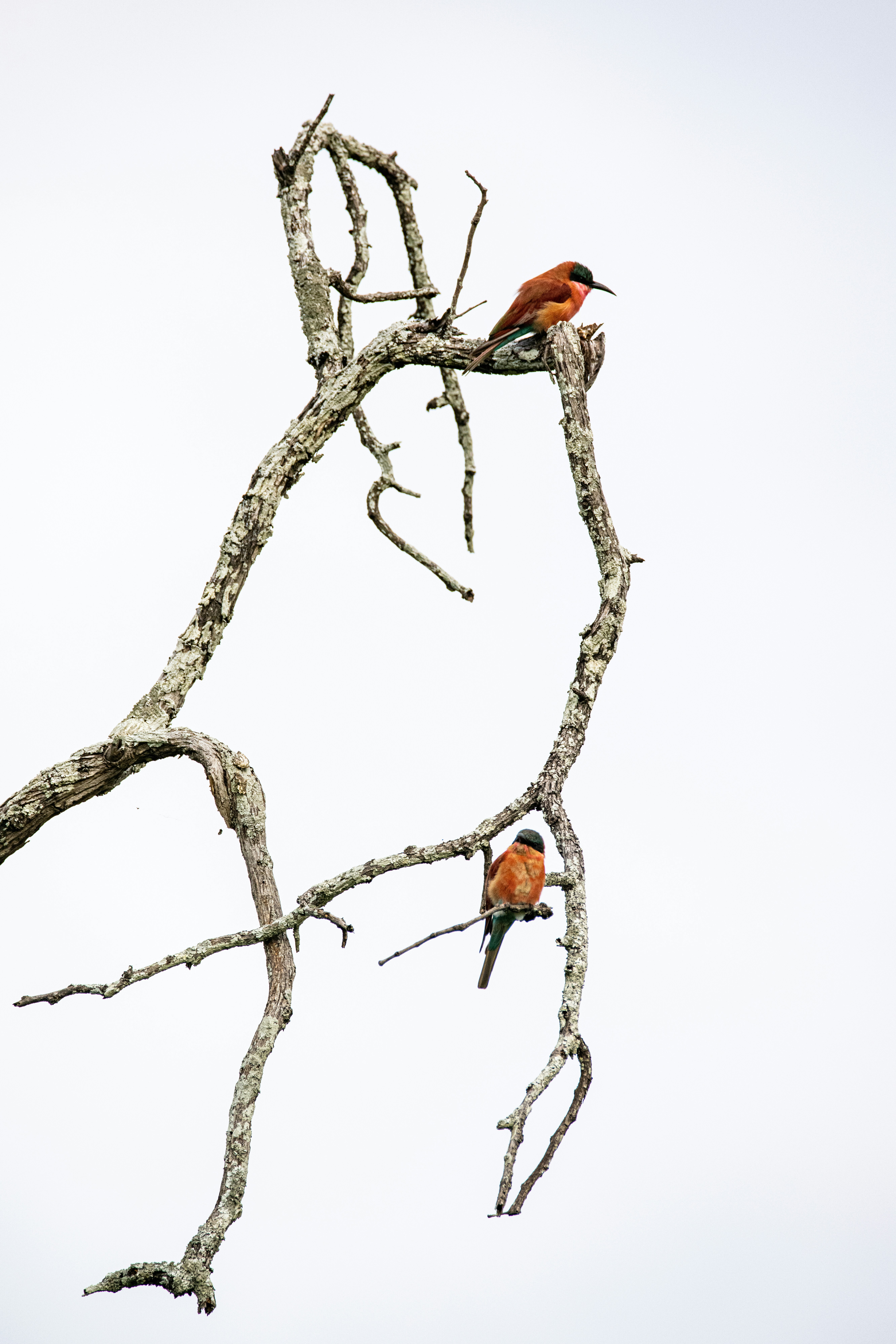 Carmine bee eaters, colorful African birds, on branch of a dead tree with white background