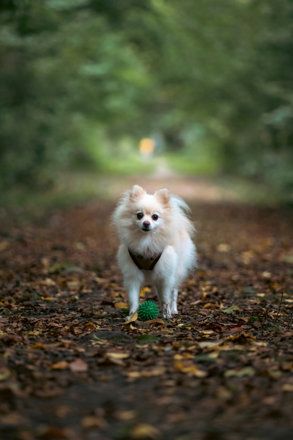 a small white dog standing on top of a leaf covered road