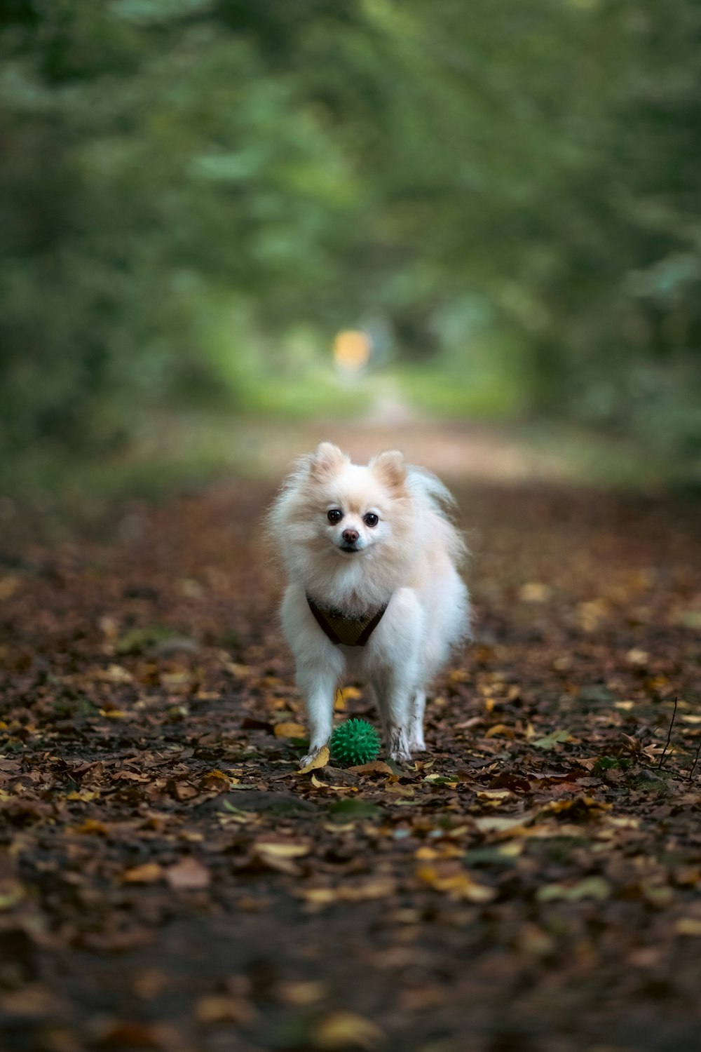 um pequeno cão branco em pé no topo de uma estrada coberta de folhas