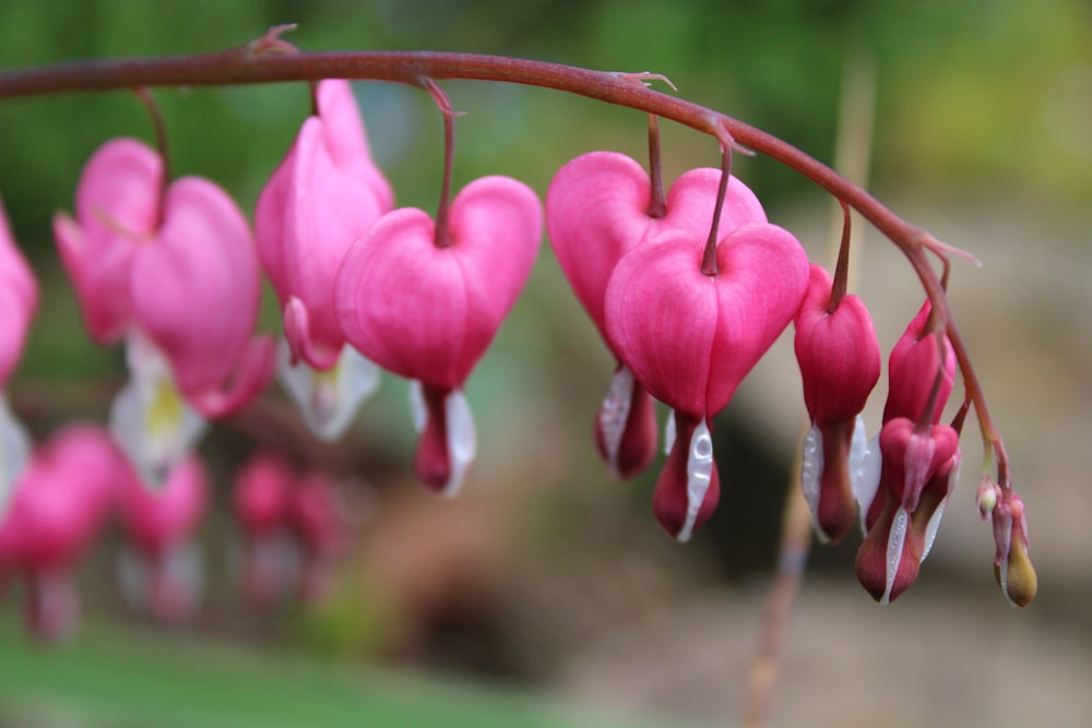 a bunch of pink flowers hanging from a branch