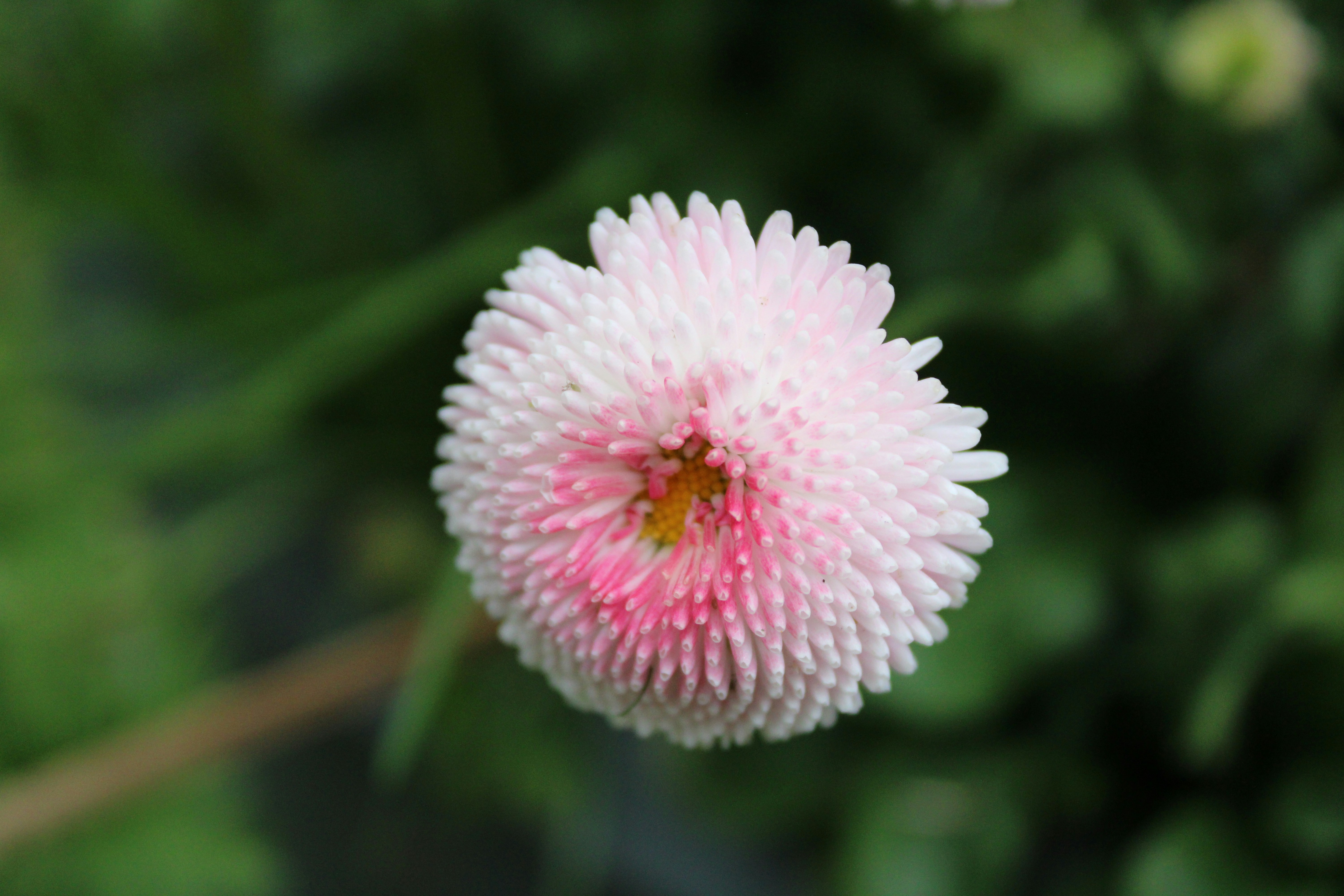 eine rosa-weiße Blume mit verschwommenem Hintergrund