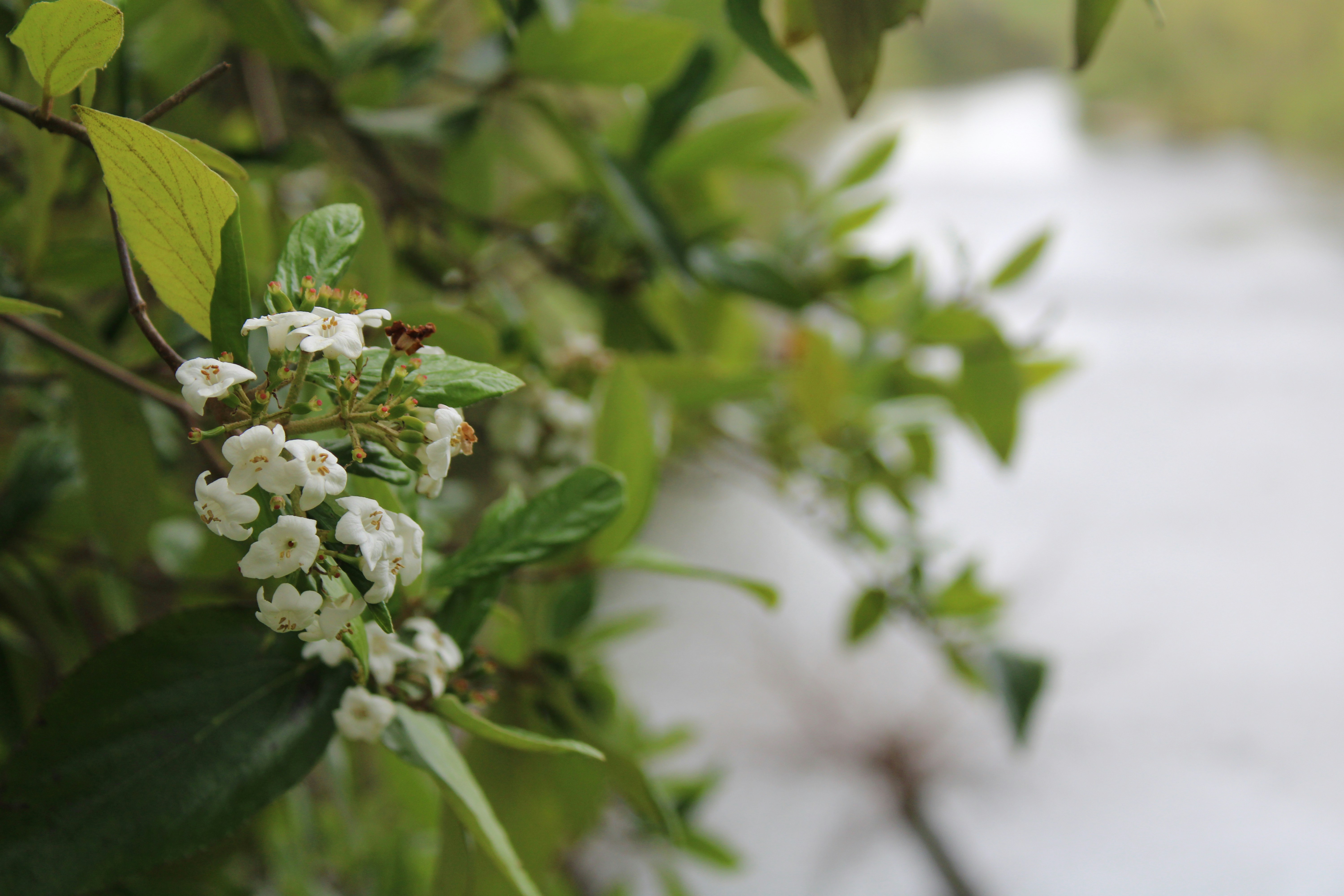 Photo by balesphotographyco