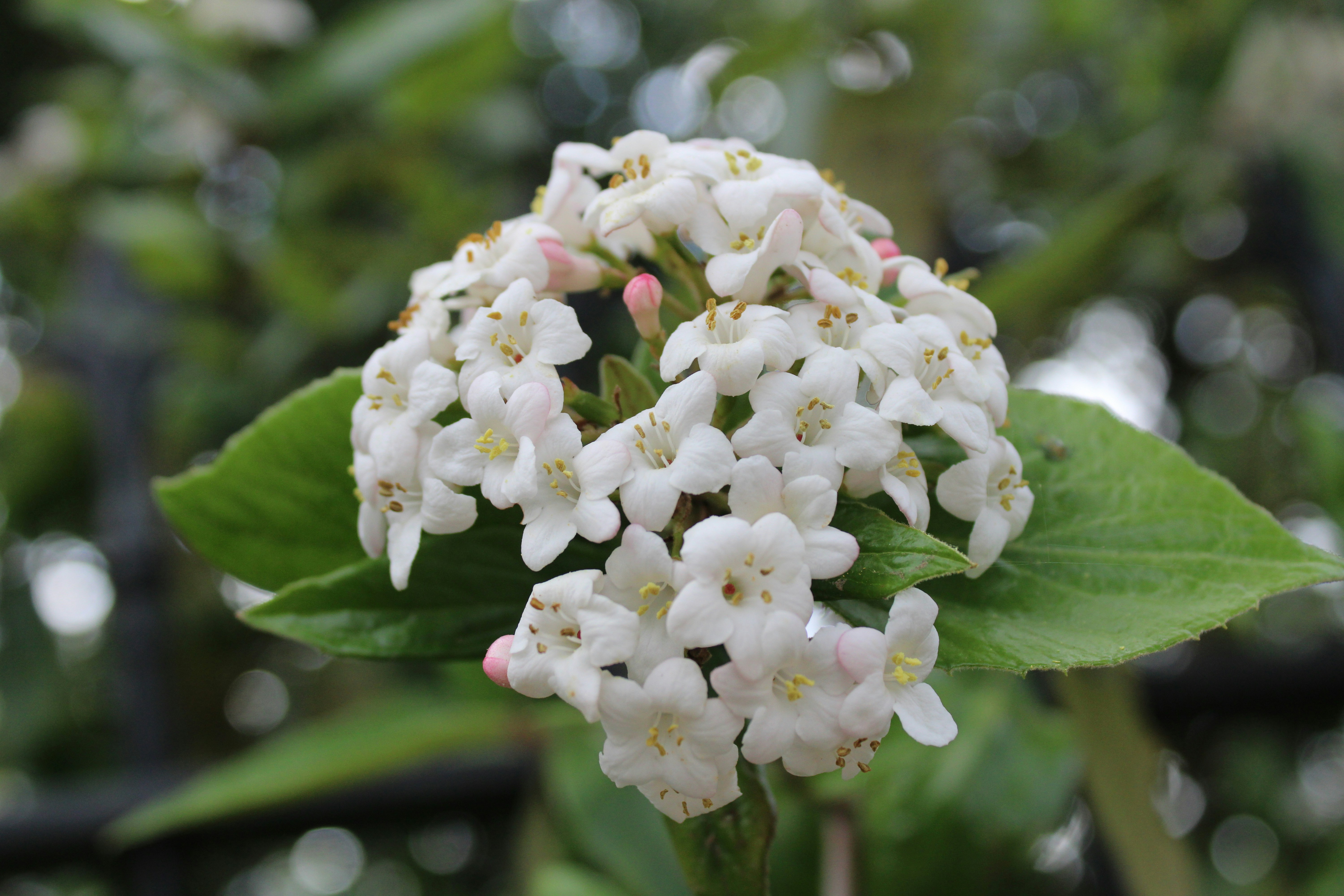 Photo by balesphotographyco