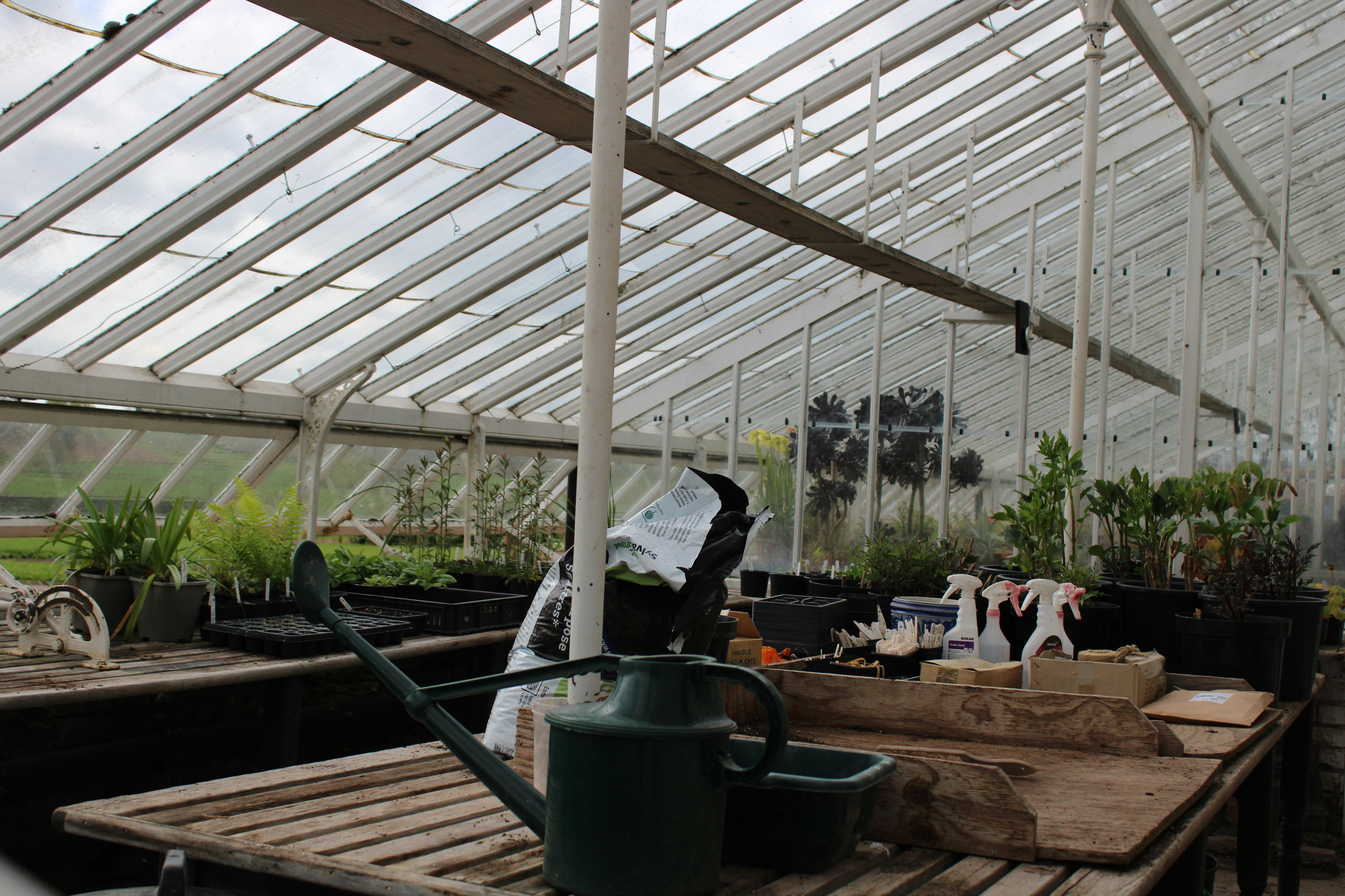 a table with a watering can on it in a greenhouse