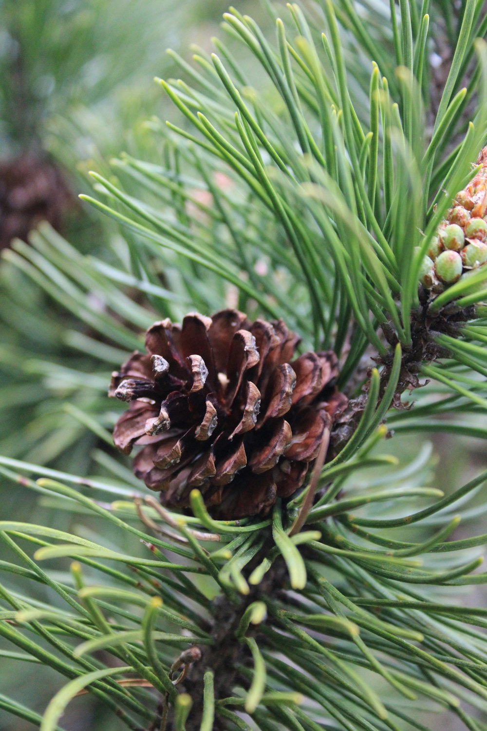 a close up of a pine cone on a tree