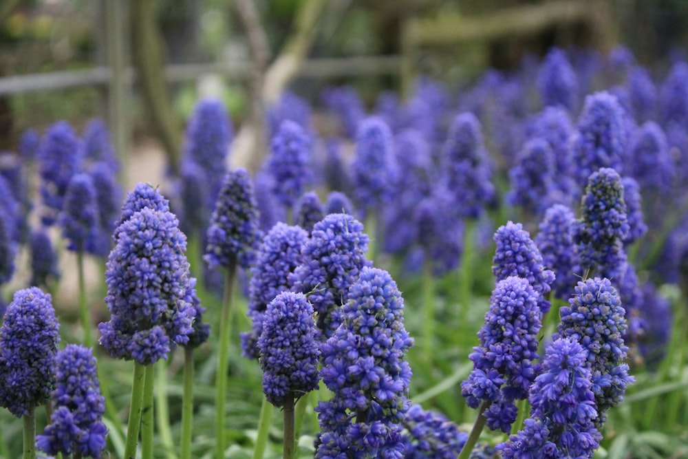 a bunch of purple flowers that are in the grass