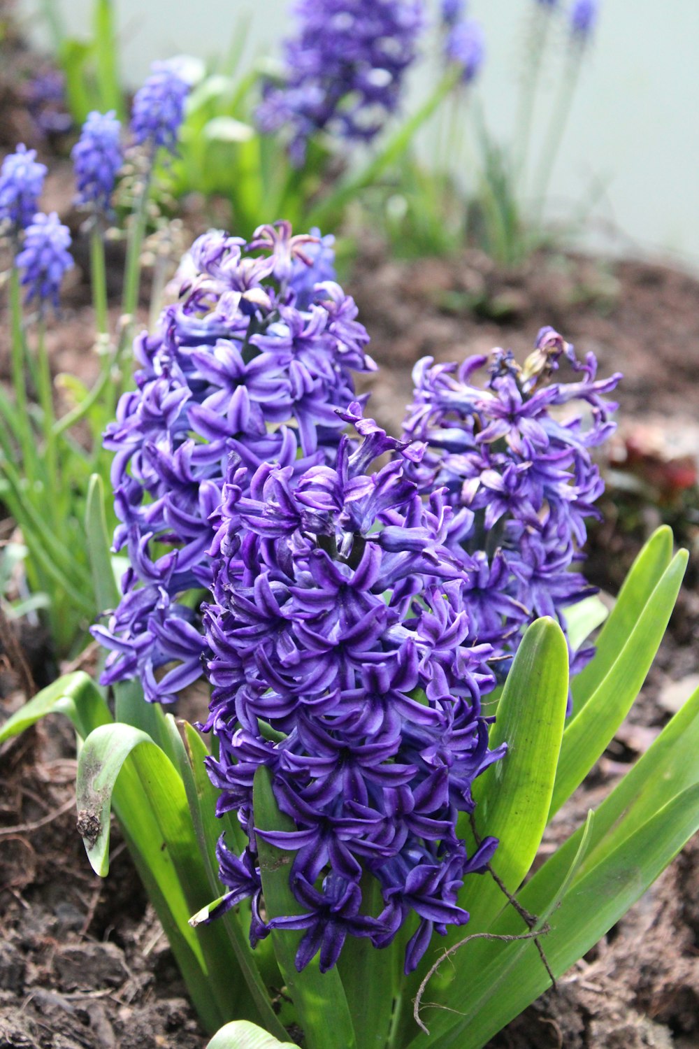 a bunch of purple flowers growing in the dirt