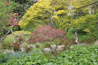 a lush green forest filled with lots of trees