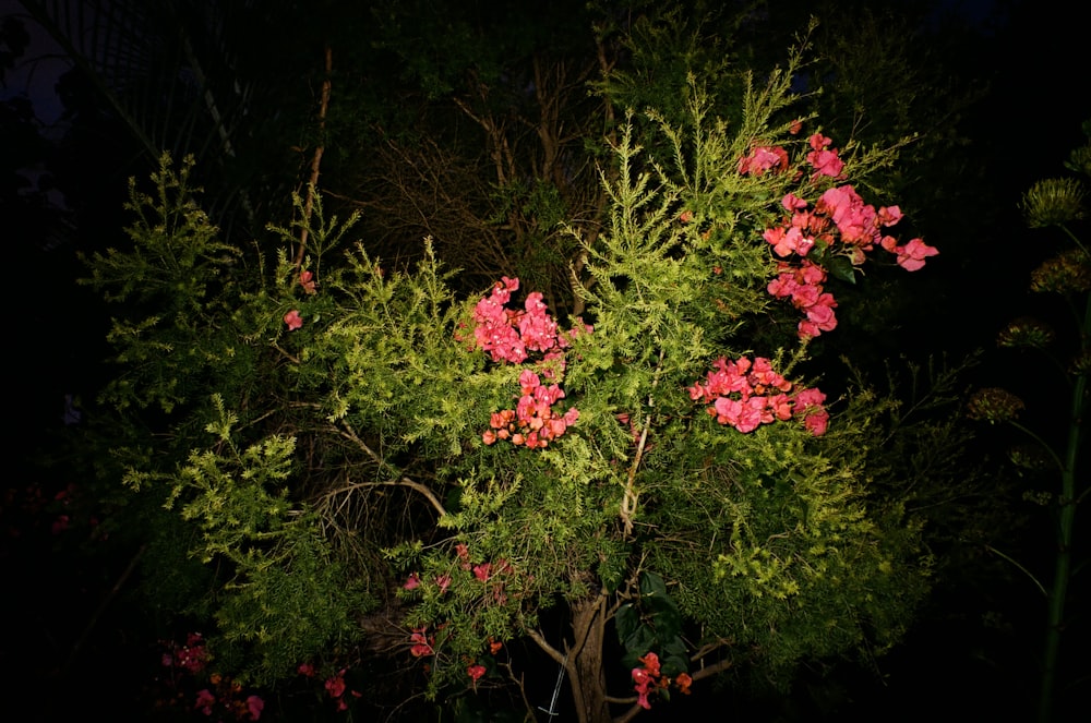 a tree with pink flowers in the dark